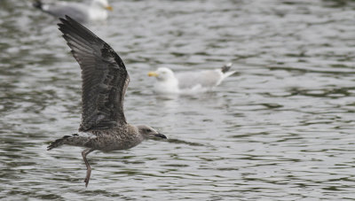 Kleine Mantelmeeuw / Lesser Black-backed Gull / Larus fuscus