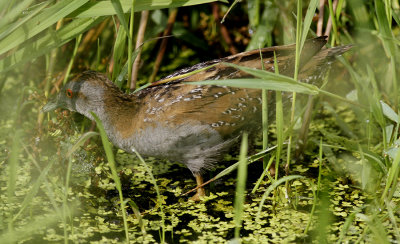 Kleinst Waterhoen / Baillon's Crake / Zapornia pusilla