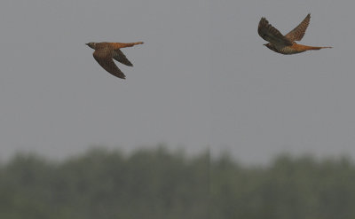 Koekoek / Common Cuckoo / Cuculus canorus