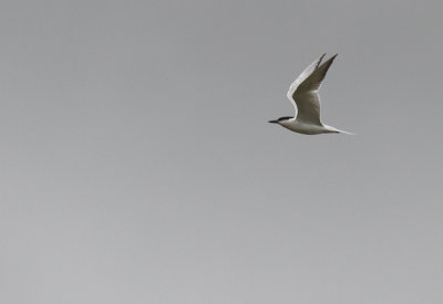 Lachstern / Gull-billed Tern / Gelochelidon nilotica