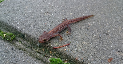 Alpenwatersalamander / Ichthyosaura alpestris