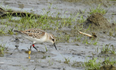 Kleine Strandloper / Little Stint / Calidris minuta