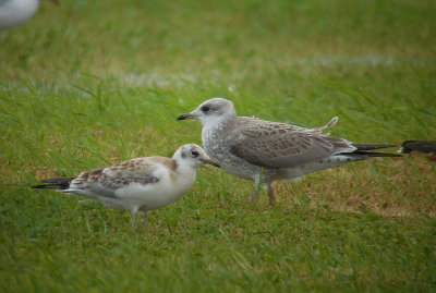 Stormmeeuw / Common Gull / Larus canus