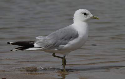 Stormmeeuw / Common Gull / Larus canus