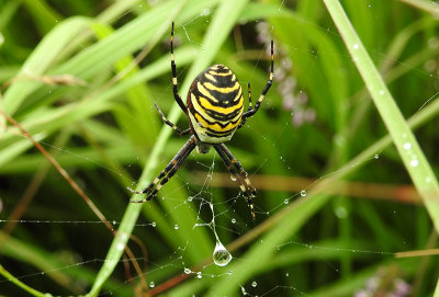 Tijgerspin / Argiope bruennichi