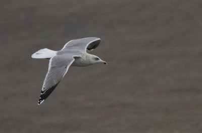 Zilvermeeuw / Herring Gull / Larus argentatus argentatus