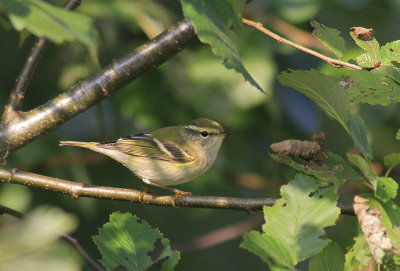 Bladkoning / Yellow-browed Warbler / Phylloscopus inornatus