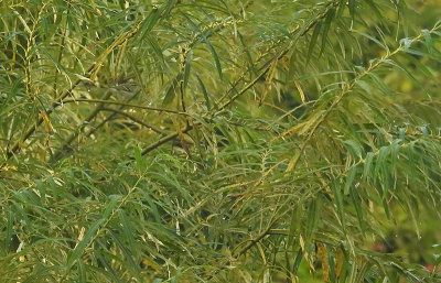 Bladkoning / Yellow-browed Warbler / Phylloscopus inornatus