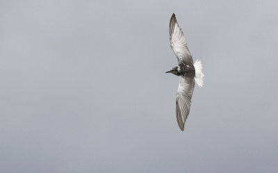 Witvleugelstern / White-winged Tern / Chlidonias leucopterus