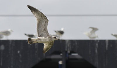 Pontische Meeuw / Caspian Gull / Larus cachinnans