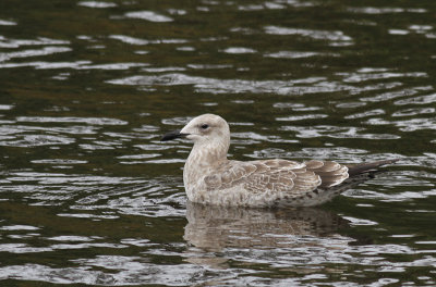 Pontische Meeuw / Caspian Gull / Larus cachinnans