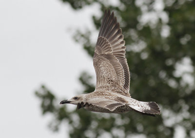 Pontische Meeuw / Caspian Gull / Larus cachinnans