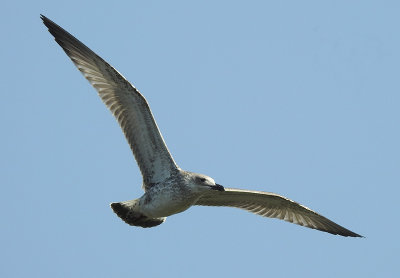 Pontische Meeuw / Caspian Gull / Larus cachinnans