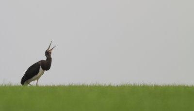 Zwarte Ooievaar / Black Stork / Ciconia nigra