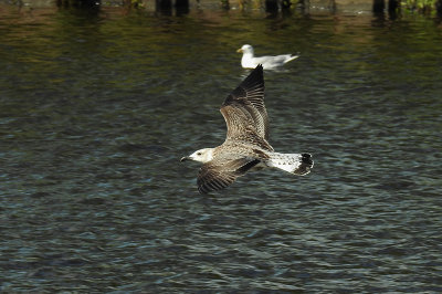 Geelpootmeeuw / Yellow-legged Gull / Larus michahellis