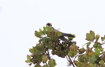 Roodpootvalk / Red-footed Falcon / Falco vespertinus