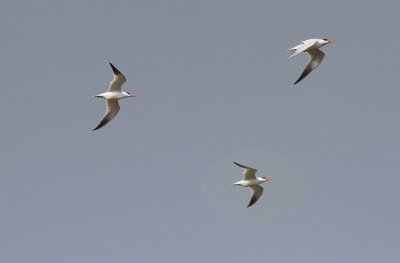 Reuzenstern / Caspian Tern / Hydroprogne caspia