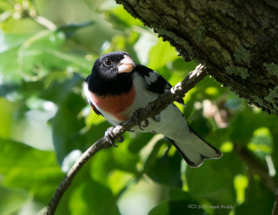 louisiana_summber_birds_2013