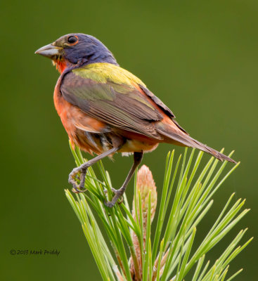 painted_bunting