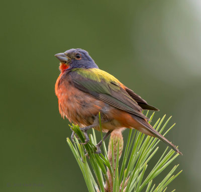 painted_bunting