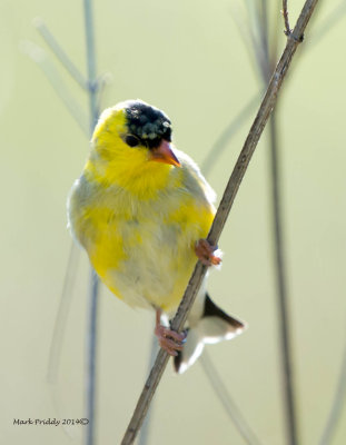 a_week_of_yellow_birds