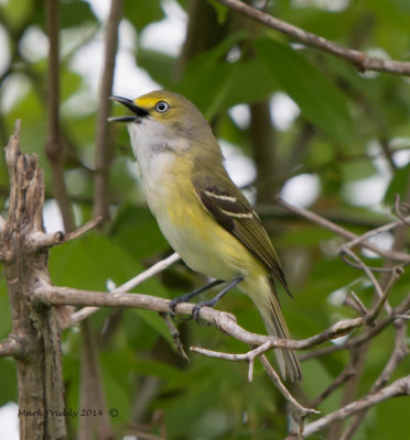 White-eyed Vireo