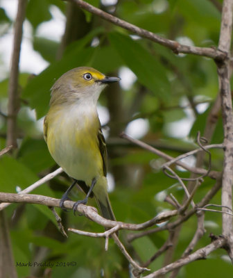 White-eyed Vireo