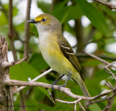 White-eyed Vireo