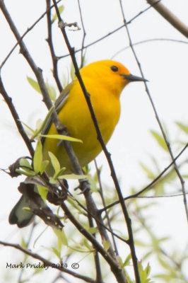 Prothonatory Warbler