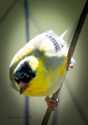 a_week_of_yellow_birds