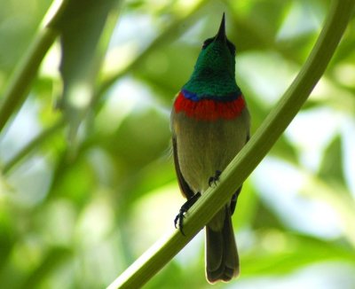 Kirstenbosch0011.JPG