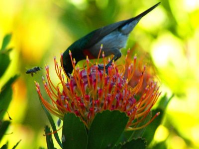 Kirstenbosch0041.JPG