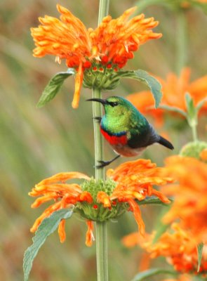 Kirstenbosch0042.JPG