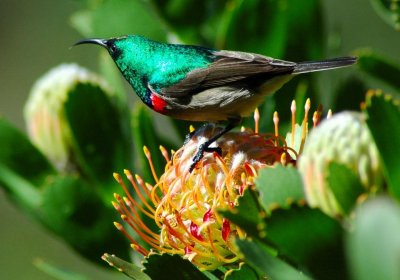 Kirstenbosch0054.JPG