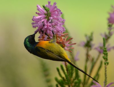 Kirstenbosch4230.jpg