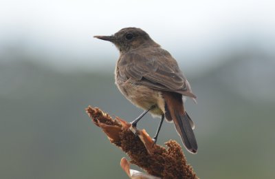 Kirstenbosch4272.jpg