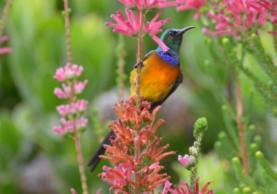 Kirstenbosch4333.jpg