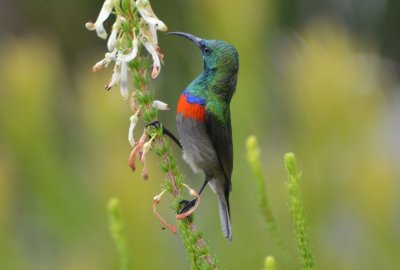 Kirstenbosch4377.jpg