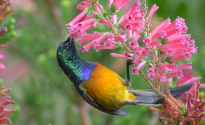 Kirstenbosch4403.jpg