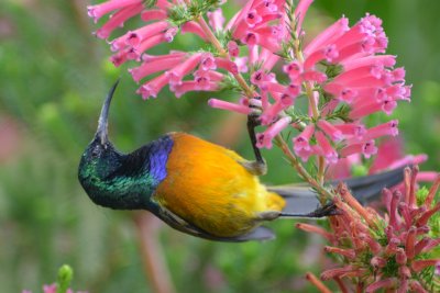 Kirstenbosch4405.jpg