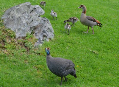 Birds in Kirstenbosch