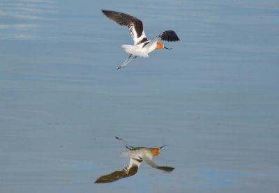 Birding in Saskatchewan 2013