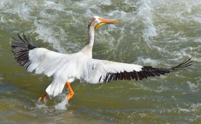 Pelican6891.jpg