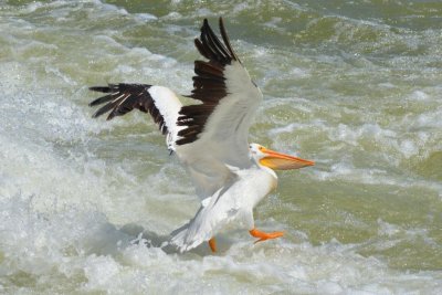 Pelican6896.jpg