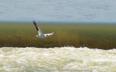 Pelican6909.jpg