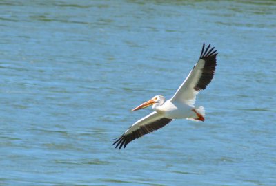 Pelican6942.jpg