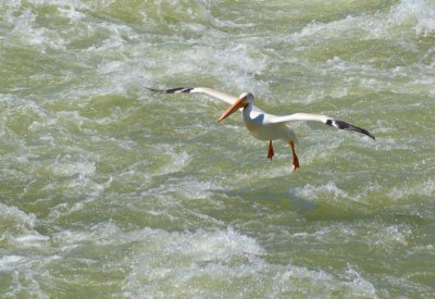Pelican6958.jpg