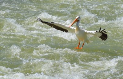 Pelican6961.jpg