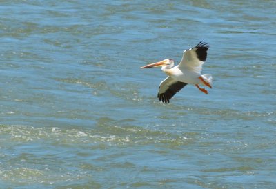 Pelican6981.jpg