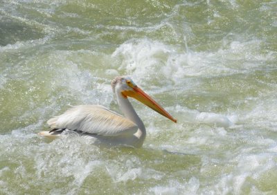 Pelican7011.jpg